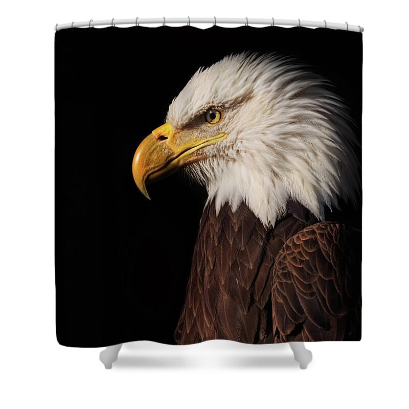 Animal Shower Curtain featuring the photograph Bald Eagle #7 by Brian Cross