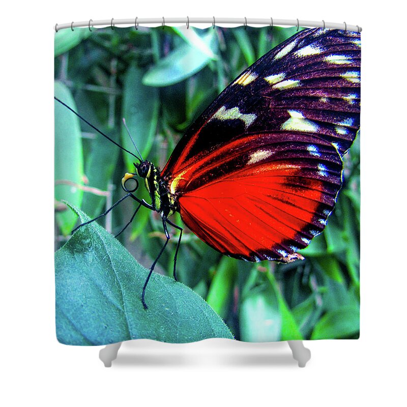 Mountain Shower Curtain featuring the photograph Butterfly #7 by Cesar Vieira