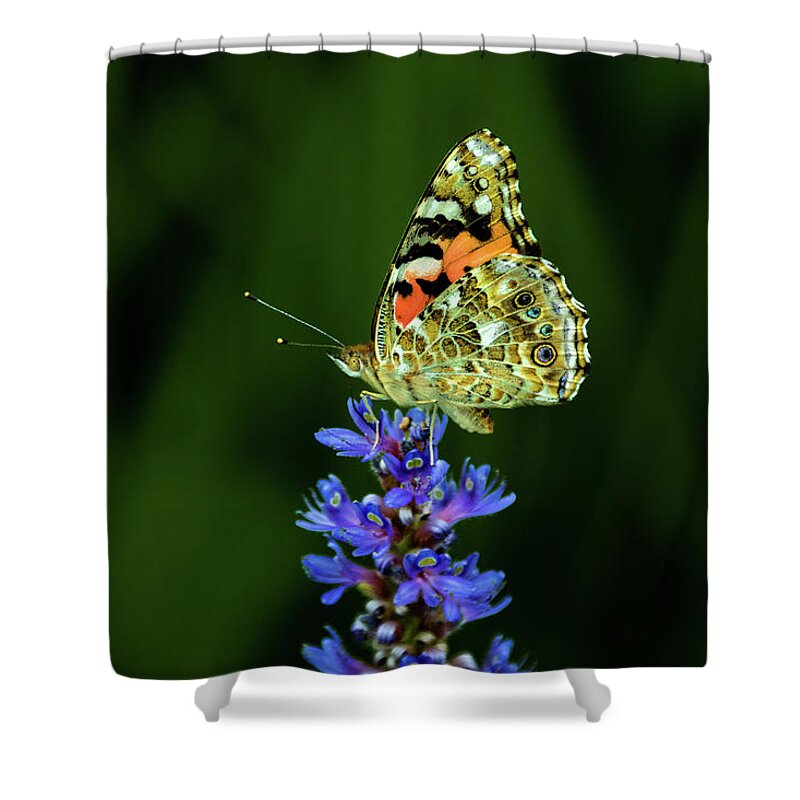 Jay Stockhaus Shower Curtain featuring the photograph Butterfly #7 by Jay Stockhaus