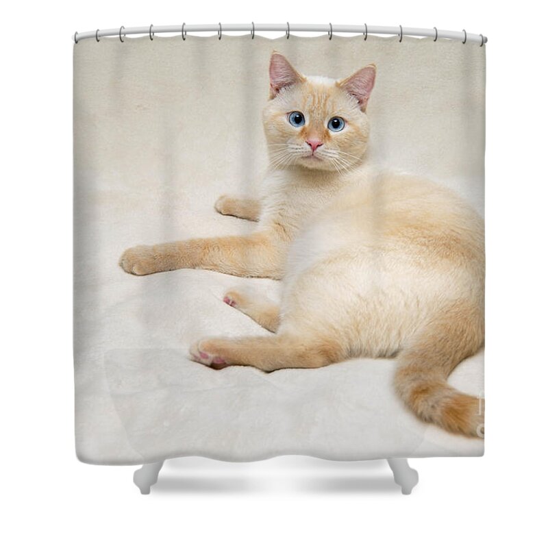Blue Eyes Shower Curtain featuring the photograph Flame Point Siamese Cat #7 by Amy Cicconi