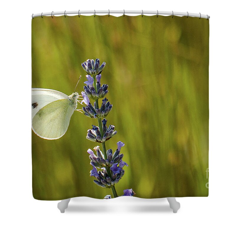 Animal Shower Curtain featuring the photograph Pieris brassicae, the large white, also called cabbage butterfly by Amanda Mohler