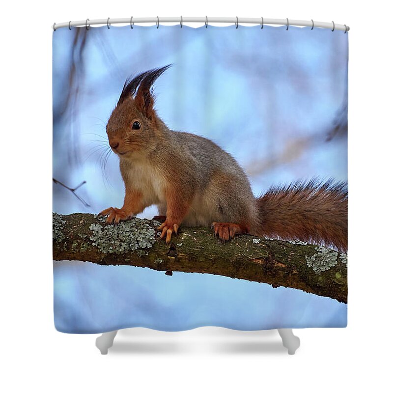 Finland Shower Curtain featuring the photograph Red squirrel #7 by Jouko Lehto