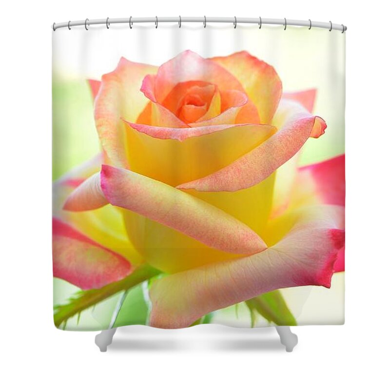 Rose Shower Curtain featuring the photograph Rose #7 by Jackie Russo