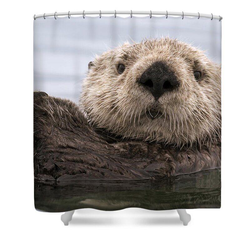 00429873 Shower Curtain featuring the photograph Sea Otter Elkhorn Slough Monterey Bay by Sebastian Kennerknecht