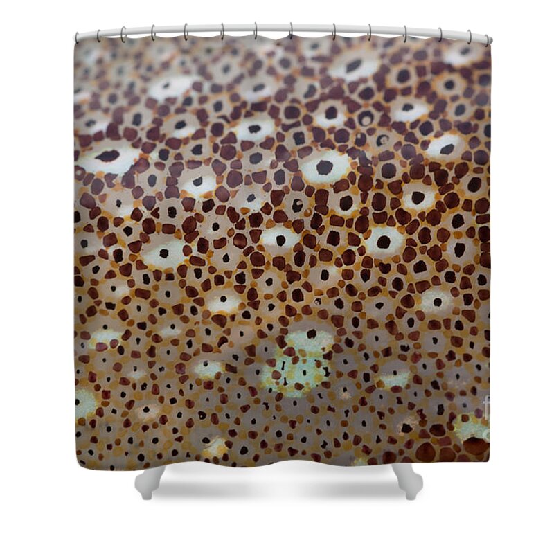 Animal Shower Curtain featuring the photograph Squid Skin #7 by Ted Kinsman