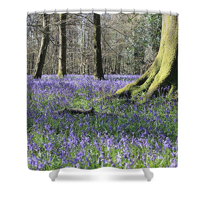 Bluebells Near Effingham In The Surrey Hills England Uk Shower Curtain featuring the photograph Bluebells near Effingham in the Surrey Hills England UK #8 by Julia Gavin
