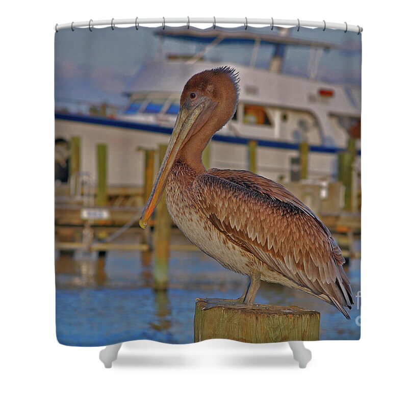 Brown Pelican Shower Curtain featuring the photograph 8- Brown Pelican by Joseph Keane