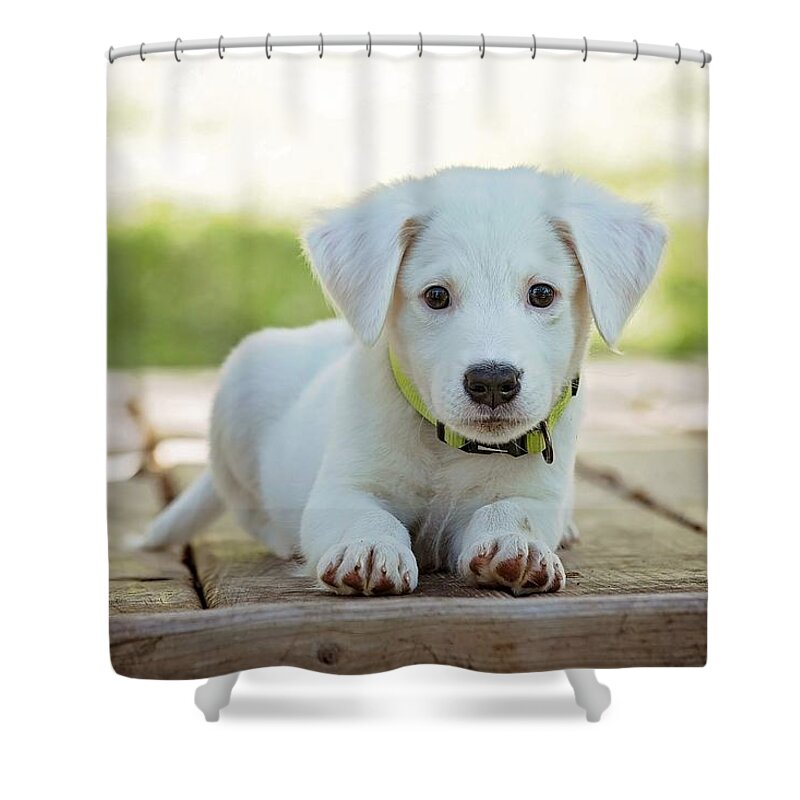 Puppy Shower Curtain featuring the digital art Puppy #8 by Super Lovely