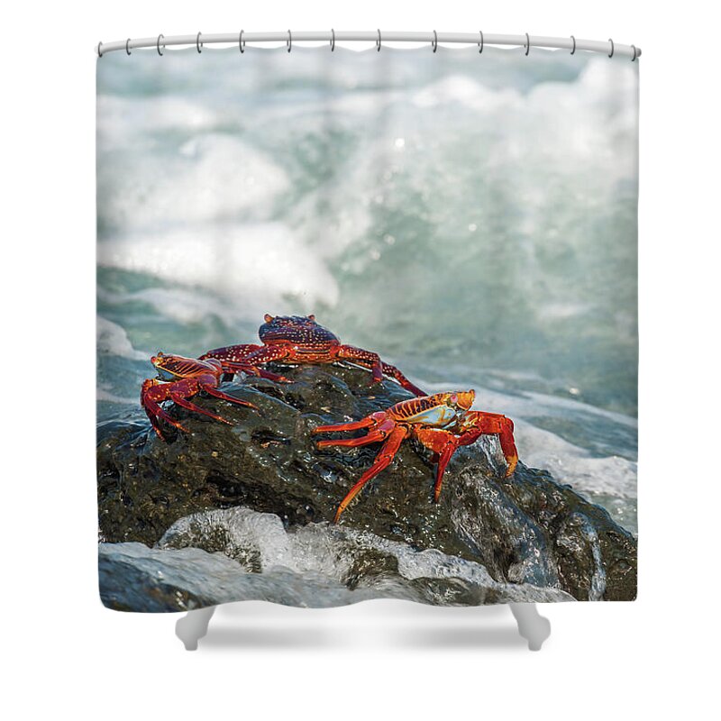 Galapagos Islands Shower Curtain featuring the photograph Sally Lightfoot crab on Galapagos Islands #8 by Marek Poplawski