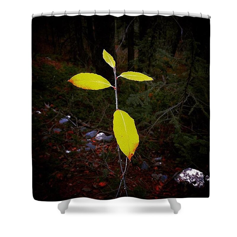 Plants Shower Curtain featuring the photograph Alone by Shawn Gordon