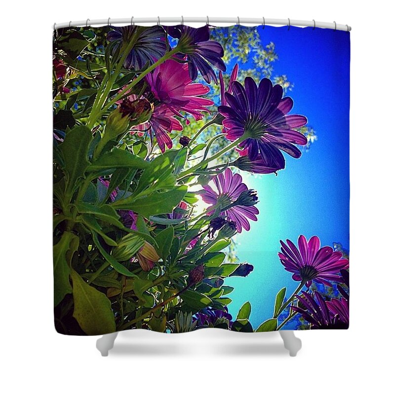 Beautiful Shower Curtain featuring the photograph Up See Dasiy by Shawn Gordon