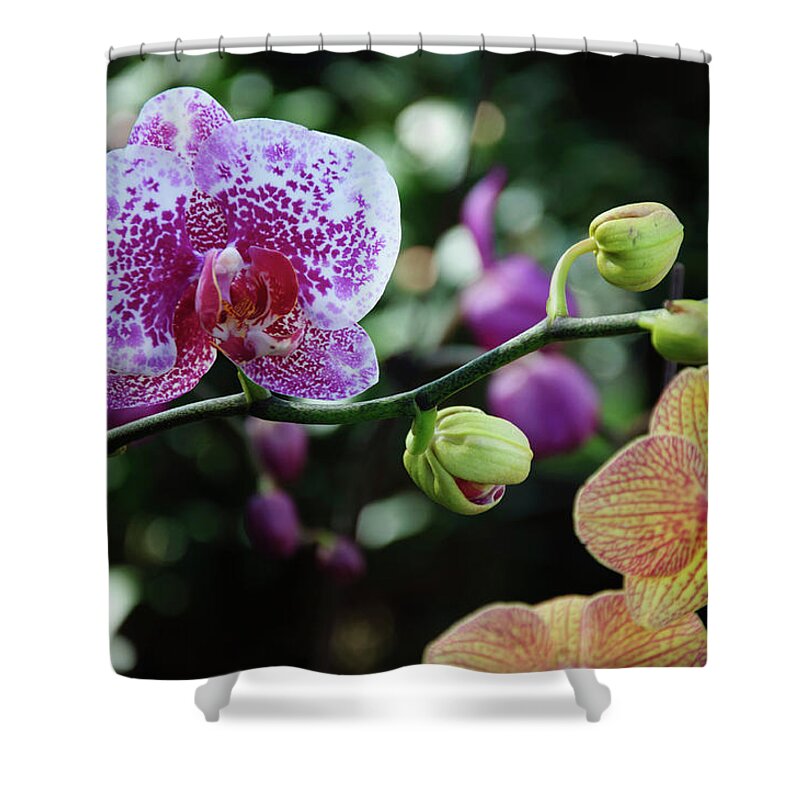 Flower Shower Curtain featuring the photograph Butterfly orchid flowers #9 by Carl Ning