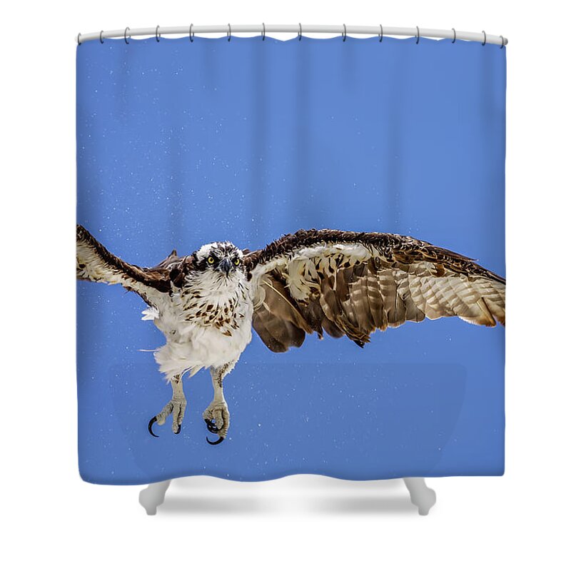 Naples Shower Curtain featuring the photograph Osprey by Peter Lakomy