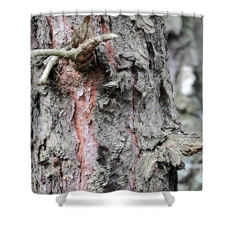 Forest Shower Curtain featuring the photograph Pine Tree #3 by Dariusz Gudowicz
