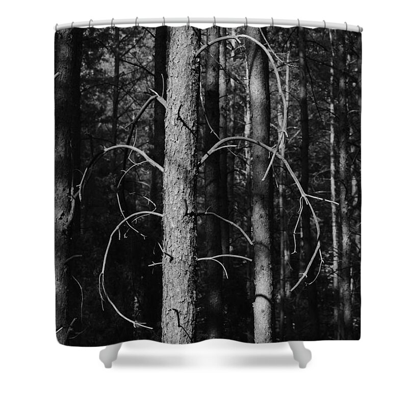 Forest Shower Curtain featuring the photograph Pine Trees #5 by Dariusz Gudowicz