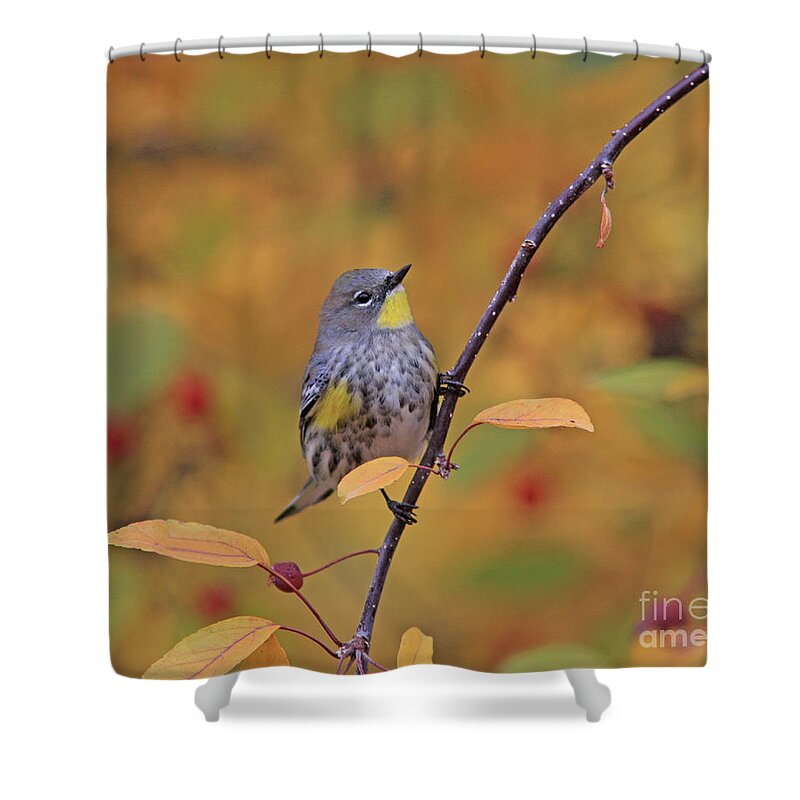 Yellow-rumped Warbler Shower Curtain featuring the photograph Yellow-rumped Warbler #9 by Gary Wing