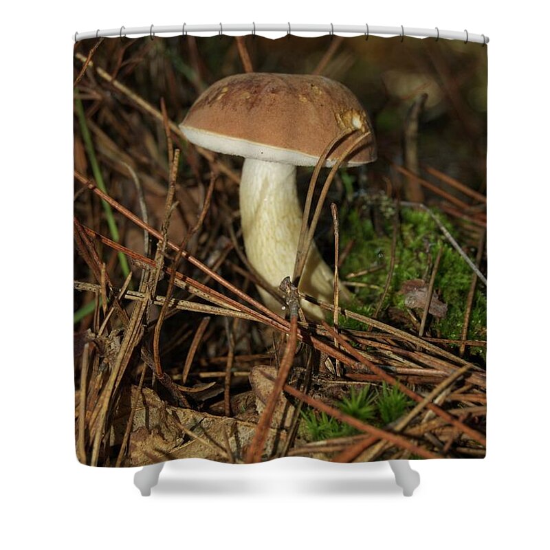  King Bolete Shower Curtain featuring the photograph King Bolete 9062 by Michael Peychich