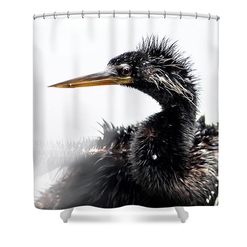 Anhinga Shower Curtain featuring the photograph A bad Hair Day by Norman Johnson