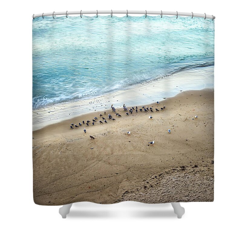 Beach Shower Curtain featuring the photograph A Beach For The Birds San Diego Coast by Joseph S Giacalone