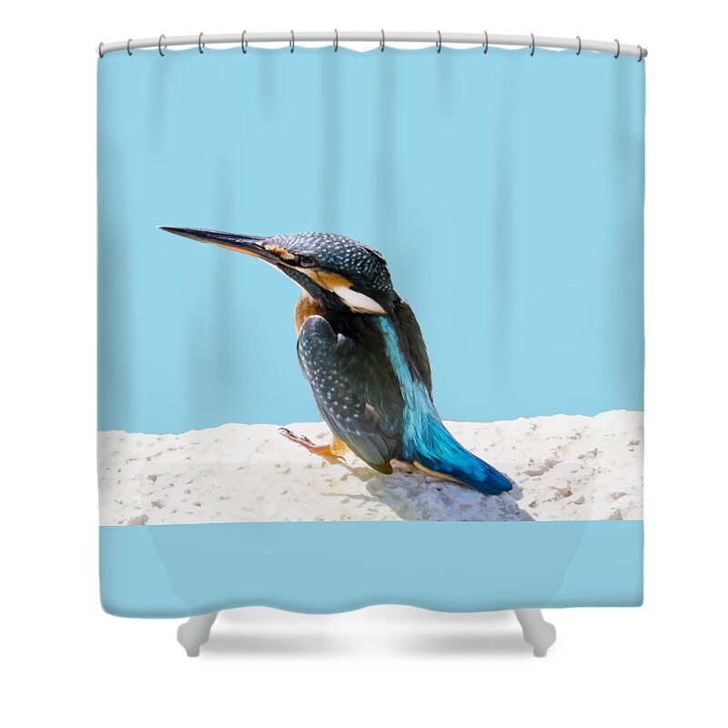Bird Shower Curtain featuring the photograph A Beautiful Kingfisher Bird Vector by Taiche Acrylic Art