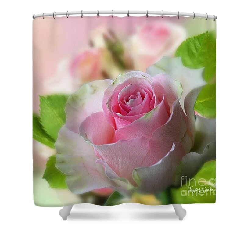 Pink Rose Shower Curtain featuring the mixed media A Beautiful Rose by Morag Bates