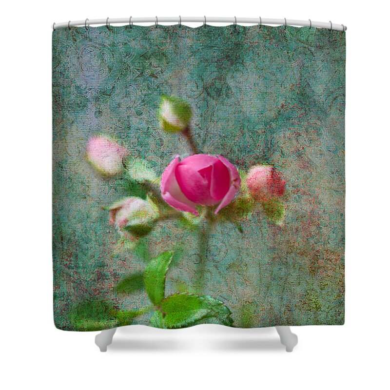 Rose Shower Curtain featuring the photograph A Bud - A Rose by Marie Jamieson