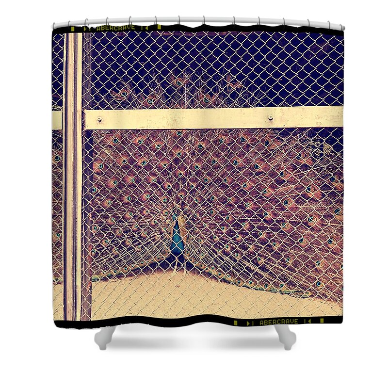 Bird Shower Curtain featuring the photograph A Caged Peacock by Shunsuke Kanamori
