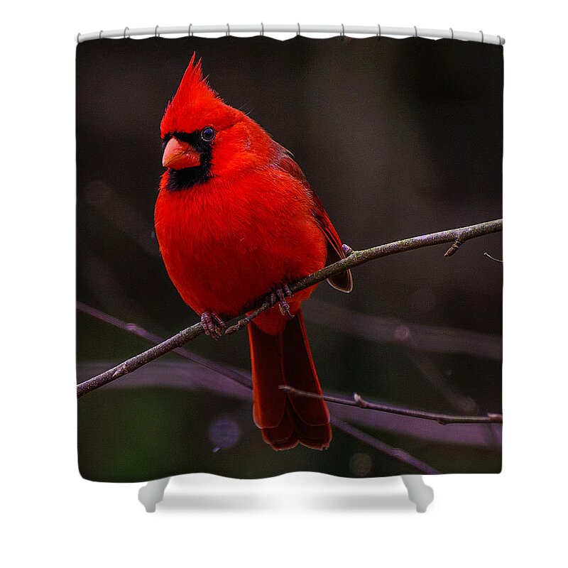 A Cardinal In January Framed Prints Shower Curtain featuring the photograph A Cardinal In January by John Harding