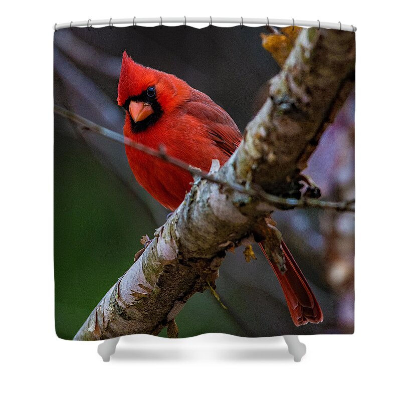 A Cardinal In Spring Prints Shower Curtain featuring the photograph A Cardinal In Spring  by John Harding