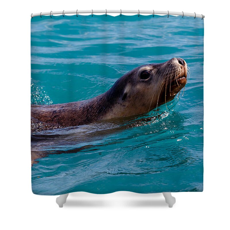 Sea Lion Shower Curtain featuring the photograph A Casual Look by Robert Caddy