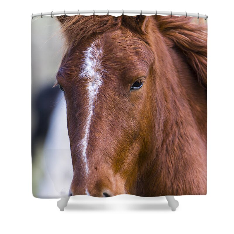 Chestnut Horse Shower Curtain featuring the photograph A Chestnut Horse portrait by Andy Myatt