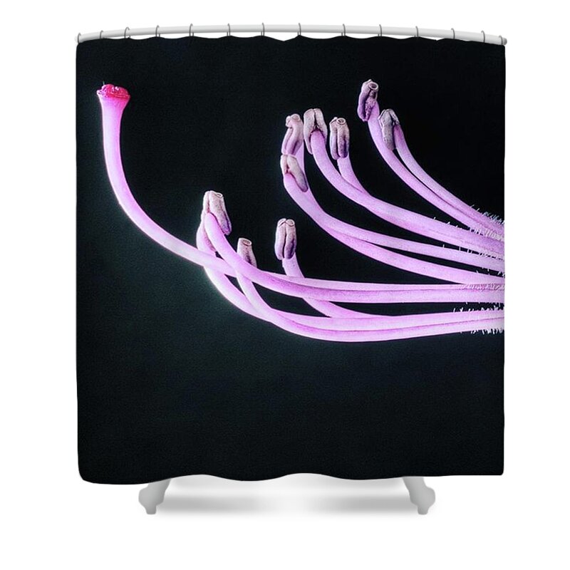 Beautiful Shower Curtain featuring the photograph A Close Up Of The Reproductive Parts Of by John Edwards