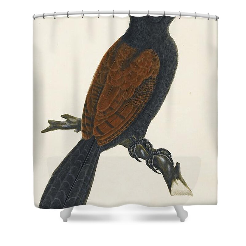 A Crow-pheasant Or Coucal Shower Curtain featuring the painting A crow-pheasant or coucal by Company School