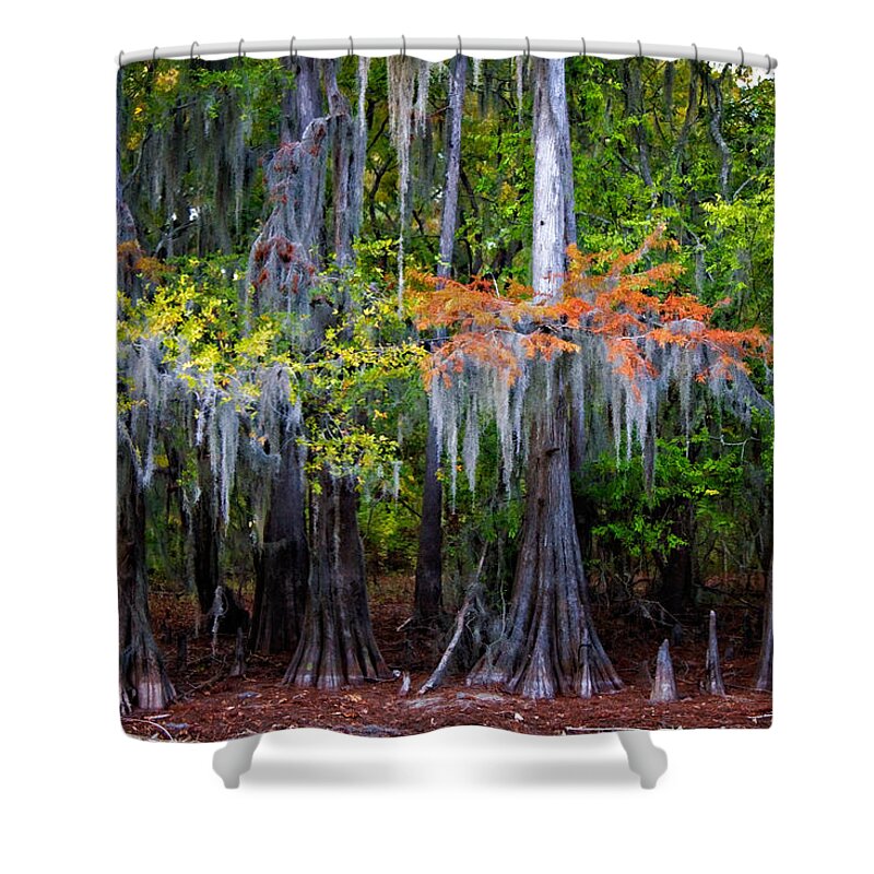 Uncertain Shower Curtain featuring the digital art A Cypress Fall by Lana Trussell