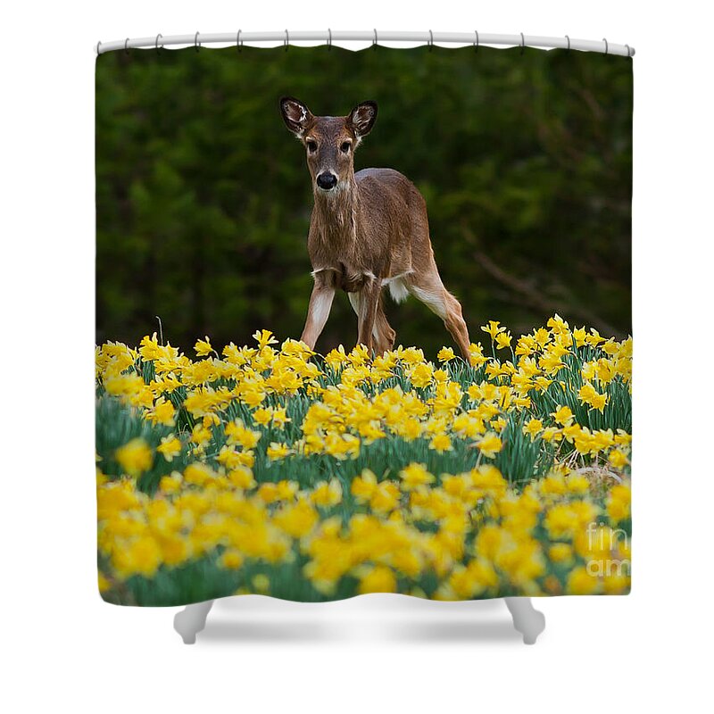 Doe Shower Curtain featuring the photograph A Deer and Daffodils III by Douglas Stucky