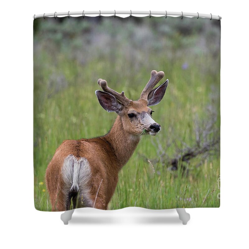 Deer Shower Curtain featuring the photograph A deer in Yellowstone National Park by Brandon Bonafede