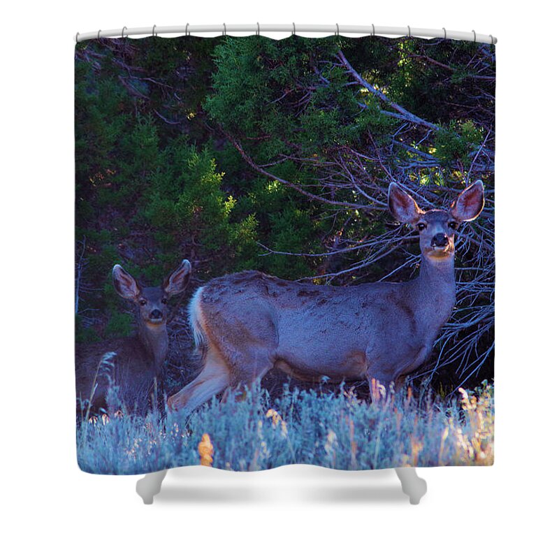 Deer Shower Curtain featuring the photograph A Doe staring by Jeff Swan