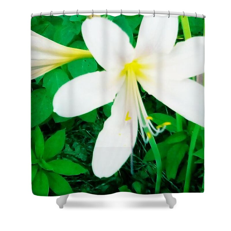 A Flower Shower Curtain featuring the photograph A Flower by Brenae Cochran