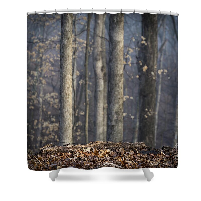 Woods Shower Curtain featuring the photograph A Foggy Morning by Andrea Silies