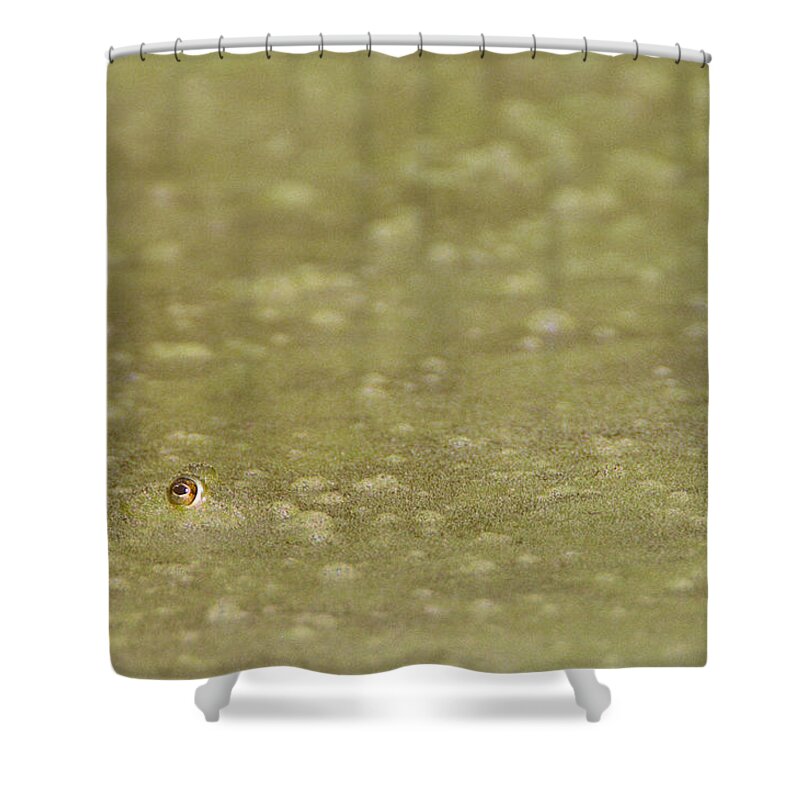 Amphibian Shower Curtain featuring the photograph A Frogs Eye in Pond Muck by John Harmon