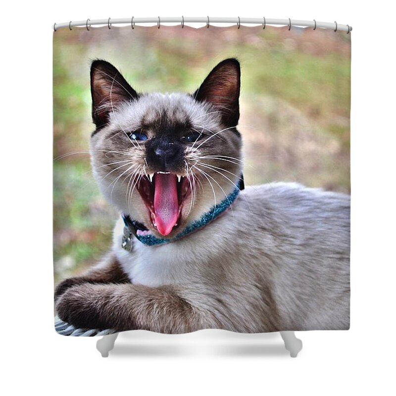Kitten Shower Curtain featuring the photograph A Full Yawn by Eileen Brymer