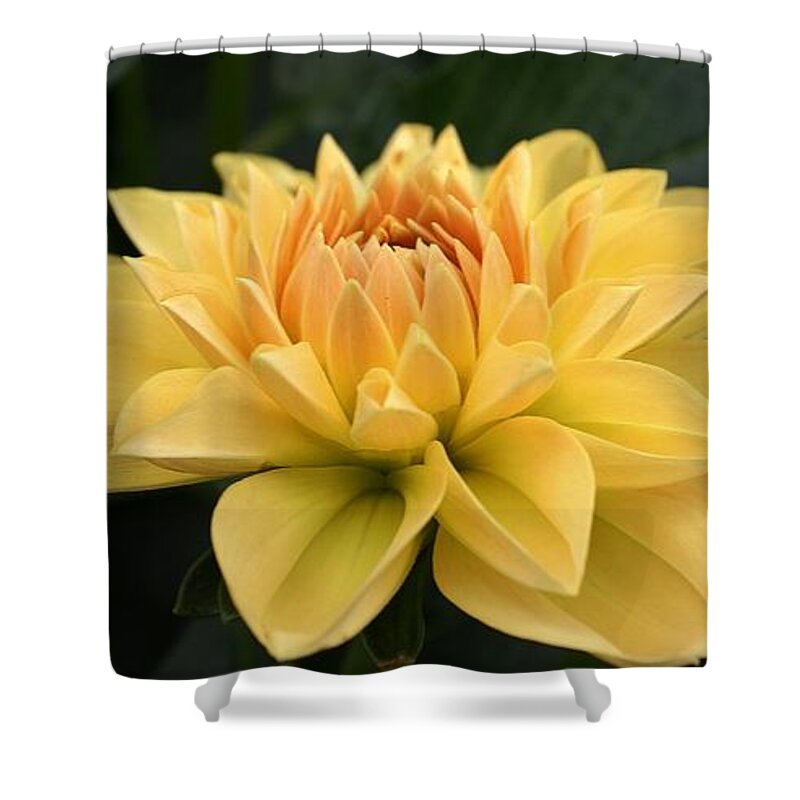 Nature Shower Curtain featuring the photograph A Garden Wonder by Bruce Bley