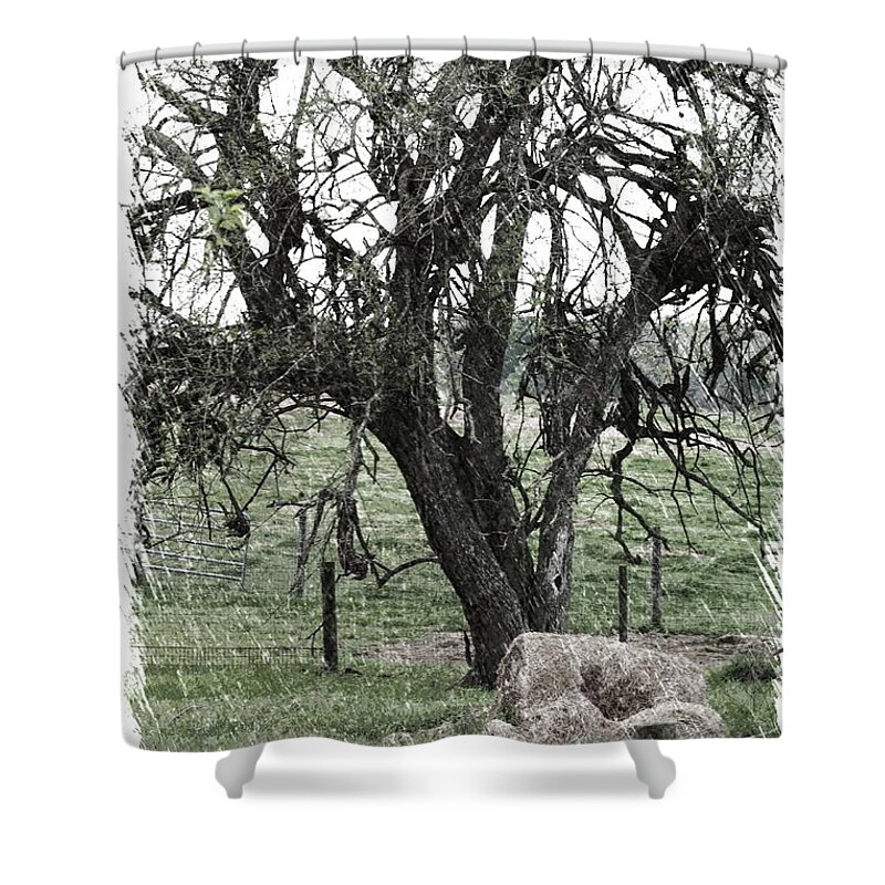 Tree Shower Curtain featuring the photograph A Gentle Breeze by Beth Wiseman