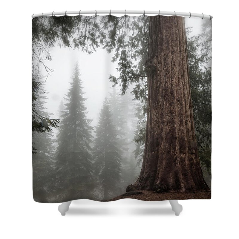Sequoias Shower Curtain featuring the photograph A Giant in the Fog by Belinda Greb