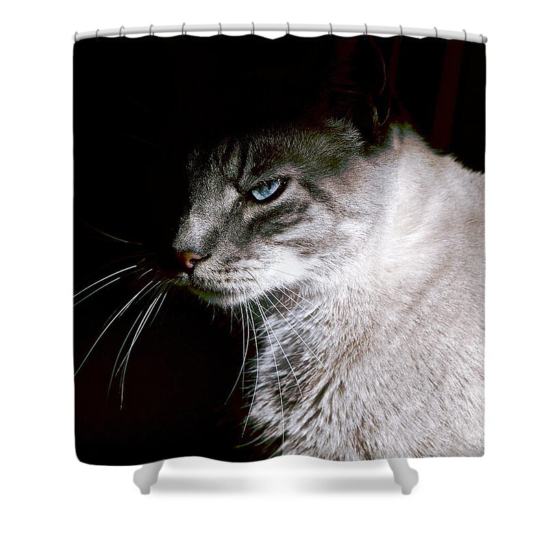 Cat Shower Curtain featuring the photograph A Glare by Rachel Morrison