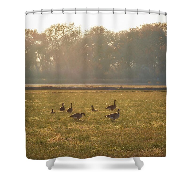 Geese Shower Curtain featuring the photograph A Golden Dream of Geese by Mary Lee Dereske