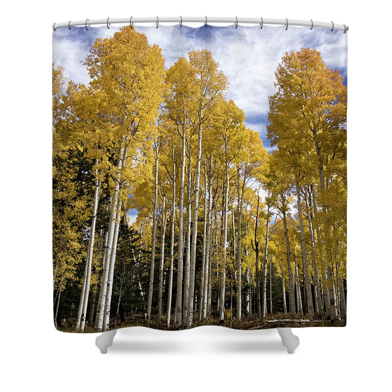 Autumn Shower Curtain featuring the photograph A Golden Forest of Aspens by Saija Lehtonen