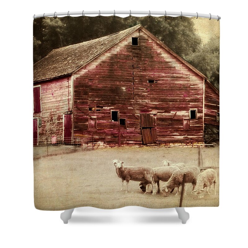 Barn Shower Curtain featuring the photograph A Grazy Day by Julie Hamilton