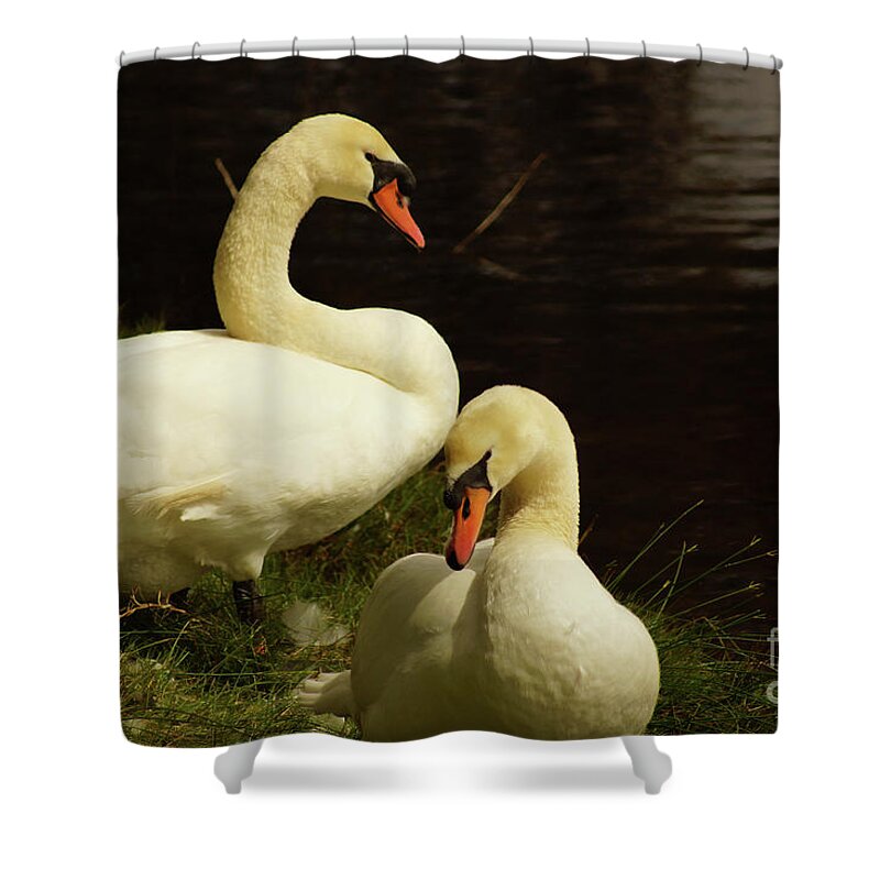 Mute Swan Shower Curtain featuring the photograph A Handsome Pair by Cassandra Buckley