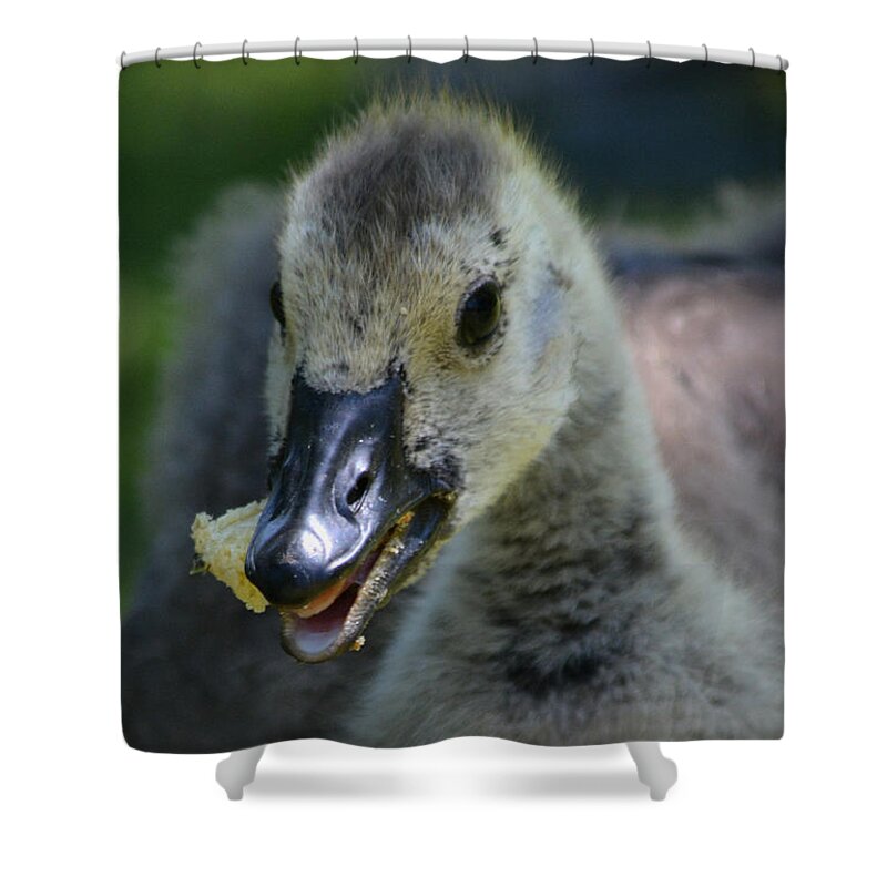Gosling Shower Curtain featuring the photograph A Hearty Meal by Richard Andrews